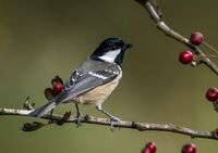Coal-Tit