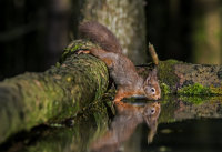 Red-Squirrel