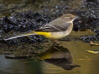 Grey-Wagtail