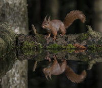 Red-Squirrel