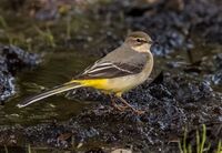 Grey-Wagtail