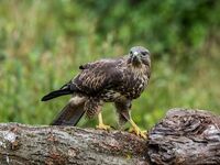 Buzzard