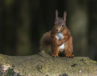 Red-Squirrel