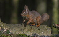 Red-Squirrel