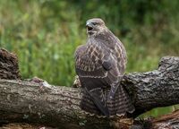 Buzzard