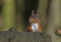 Red-Squirrel