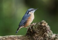 Nuthatch
