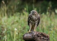 Buzzard