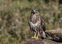 Buzzard