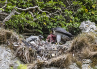 Peregrines