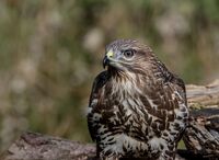 Buzzard