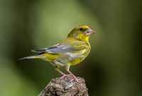 Greenfinch (m)