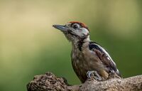 Great-spotted-Woodpecker (m)