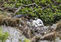 Peregrines