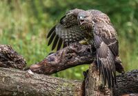 Buzzard