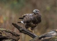 Buzzard