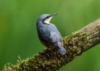 Nuthatch
