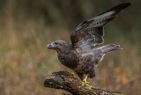 Buzzard