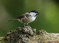 Marsh-Tit