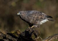 Buzzard