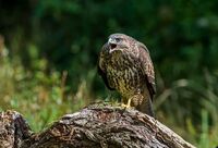 Buzzard