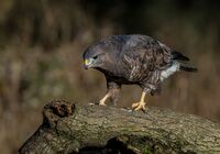 Buzzard