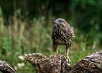Buzzard
