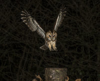 Tawny-Owl