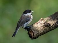 Marsh-Tit