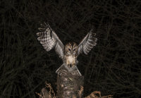 Tawny-Owl