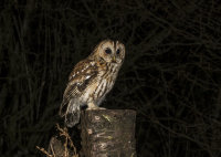 Tawny-Owl