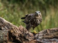 Buzzard