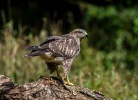 Buzzard