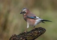 Jay