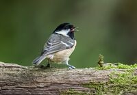 Coal-Tit