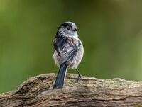 Long-tailed-Tit