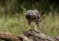 Buzzard