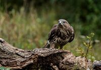 Buzzard