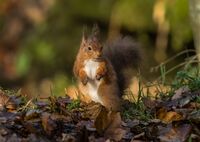 Red-Squirrel