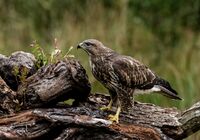 Buzzard