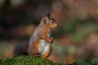 Red-Squirrel