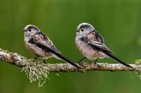 Long-tailed-Tits