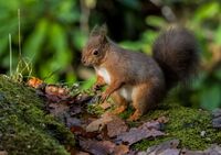 Red-Squirrel