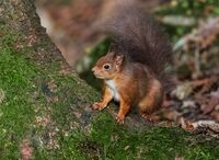 Red-Squirrel