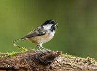 Coal-Tit