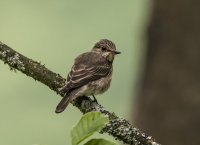 Spotted-Flycatcher