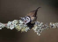 Crested-Tit