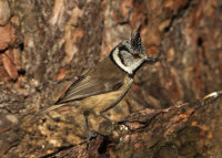 Crested-Tit