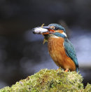 Female-Kingfisher