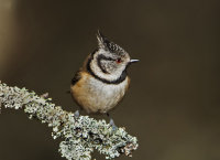 Crested-Tit